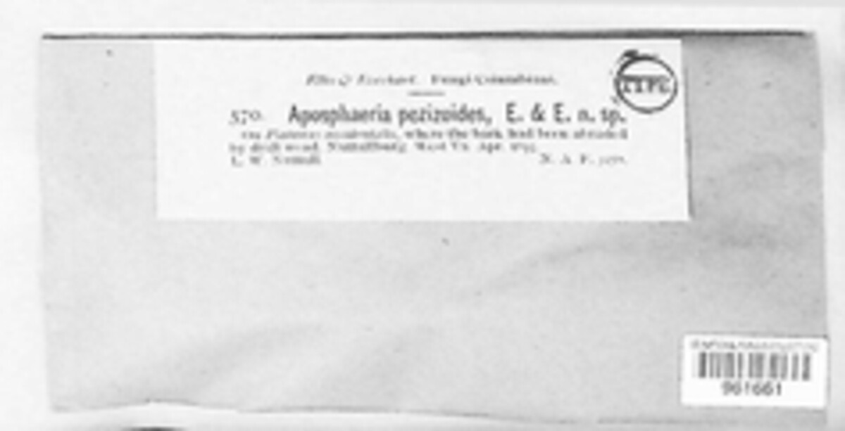 Phoma pezizoides image